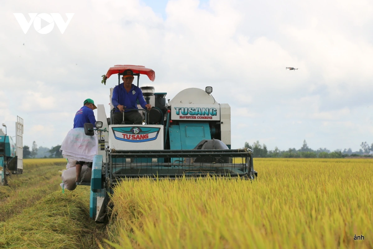 Trồng lúa giảm phát thải, nâng cao thu nhập, bảo vệ môi trường